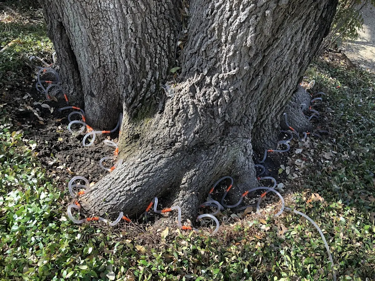 Detailed Tree Cabling and Bracing job site in Pyatt
