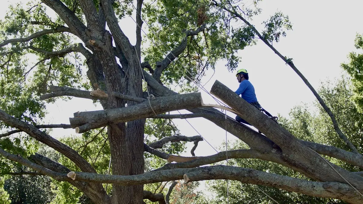 Professional Crown Thinning performed by certified arborists in Pyatt